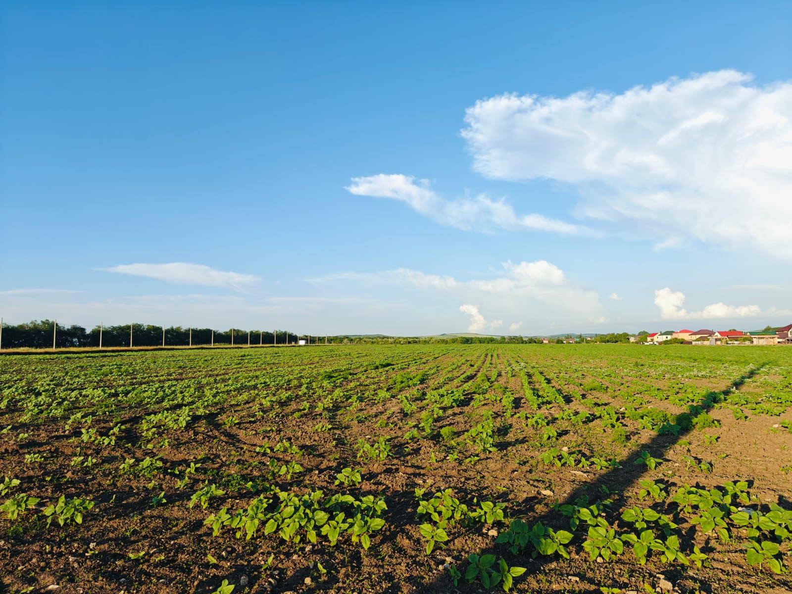 Фото №2: Коммерция 150 м² - Цибанобалка, ул. Заречная, 10Б