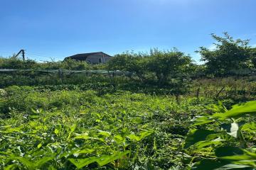 Фото №3: Земельный участок 6.2 сот. - Лотос, мкр. Прикубанский внутригородской округ, ул. Васильковая, 181/1