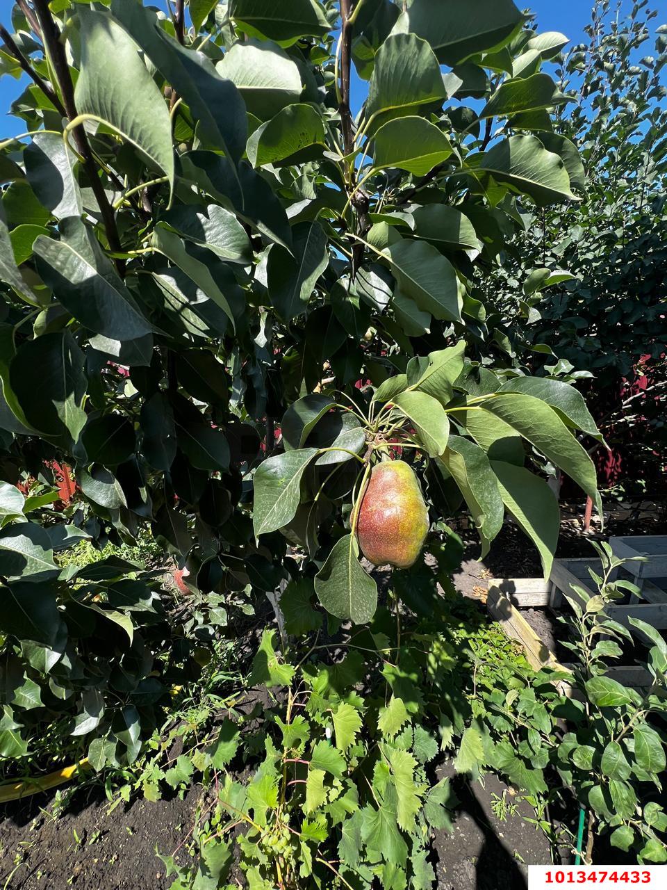 Фото №11: Дом 165 м² + 4.28 сот. - СТ Дружба, ул. Виноградная, 12