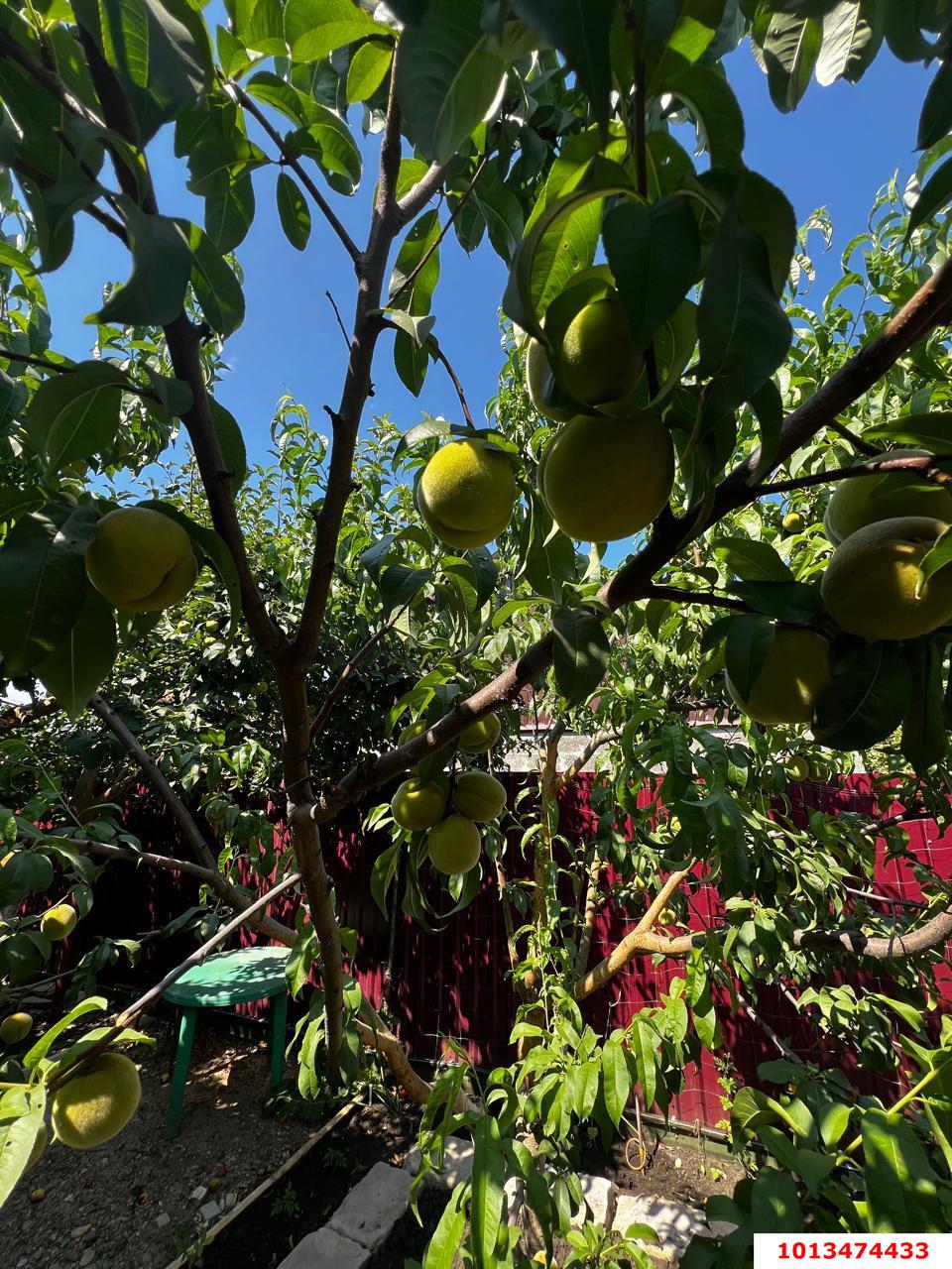 Фото №13: Дом 165 м² + 4.28 сот. - СТ Дружба, ул. Виноградная, 12