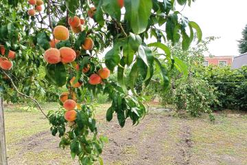 Фото №5: Дом 40 м² - НСТ Сады Сатурна, мкр. Прикубанский внутригородской округ, 148