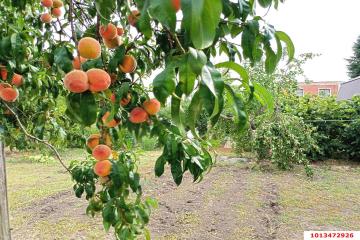 Фото №5: Дом 40 м² - НСТ Сады Сатурна, мкр. Прикубанский внутригородской округ, 148