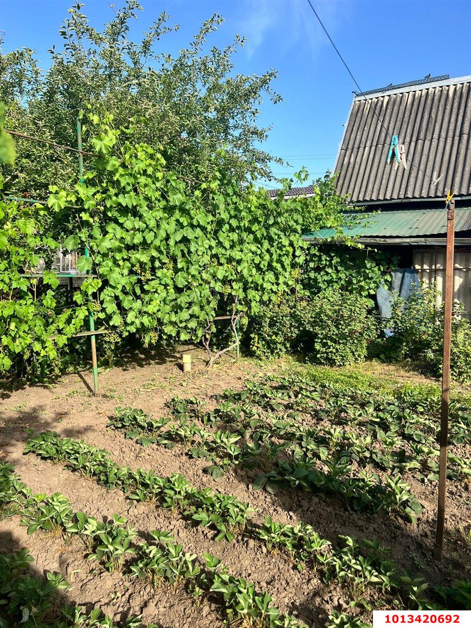 Фото №3: Дом 39 м² + 4.2 сот. - Елизаветинская, Прикубанский внутригородской округ, ст Кубань, ул. Топольковая, 88