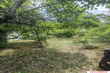 Фото №2: Земельный участок 5.67 сот. - Елизаветинская, ст Росинка, ул. Персиковая, 57