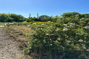 Фото №4: Земельный участок 6 сот. - Елизаветинская, ст Проектировщик, ул. Лесная