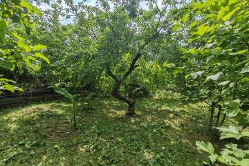 Фото №2: Земельный участок 6 сот. - Елизаветинская, ст Проектировщик, ул. Лесная