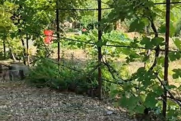 Фото №5: Участок садоводство 6.68 сот. - Елизаветинская, ст Голубая Нива, ул. Рябиновая, 74