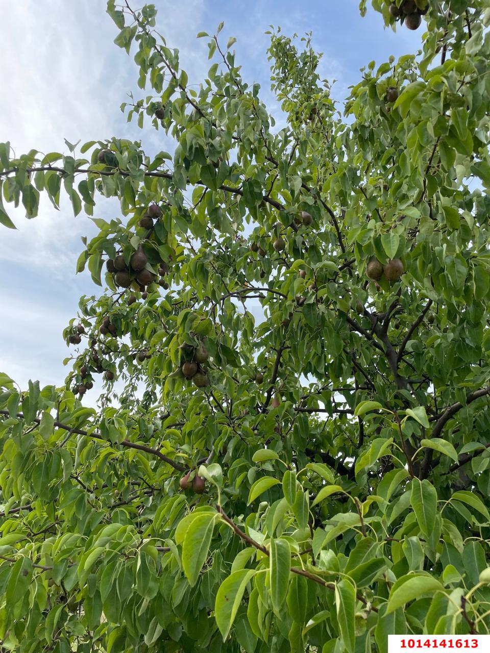 Фото №3: Участок садоводство 8 сот. - Урожай, Карасунский внутригородской округ, ул. Абрикосовая, 177