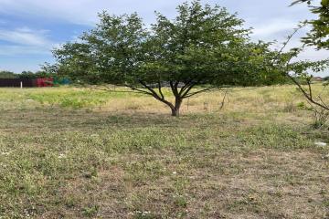 Фото №1: Личное подсобное хозяйство - Урожай, мкр. Карасунский внутригородской округ, ул. Абрикосовая, 177