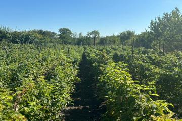 Фото №3: Земельный участок 15 сот. - Старомышастовская, мкр. поселок Сады Южные, ул. Южные Сады, 19