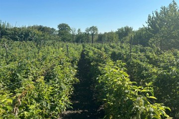 Фото №3: Земельный участок под ИЖС 15 сот. - Старомышастовская, мкр. поселок Сады Южные, ул. Южные Сады, 19