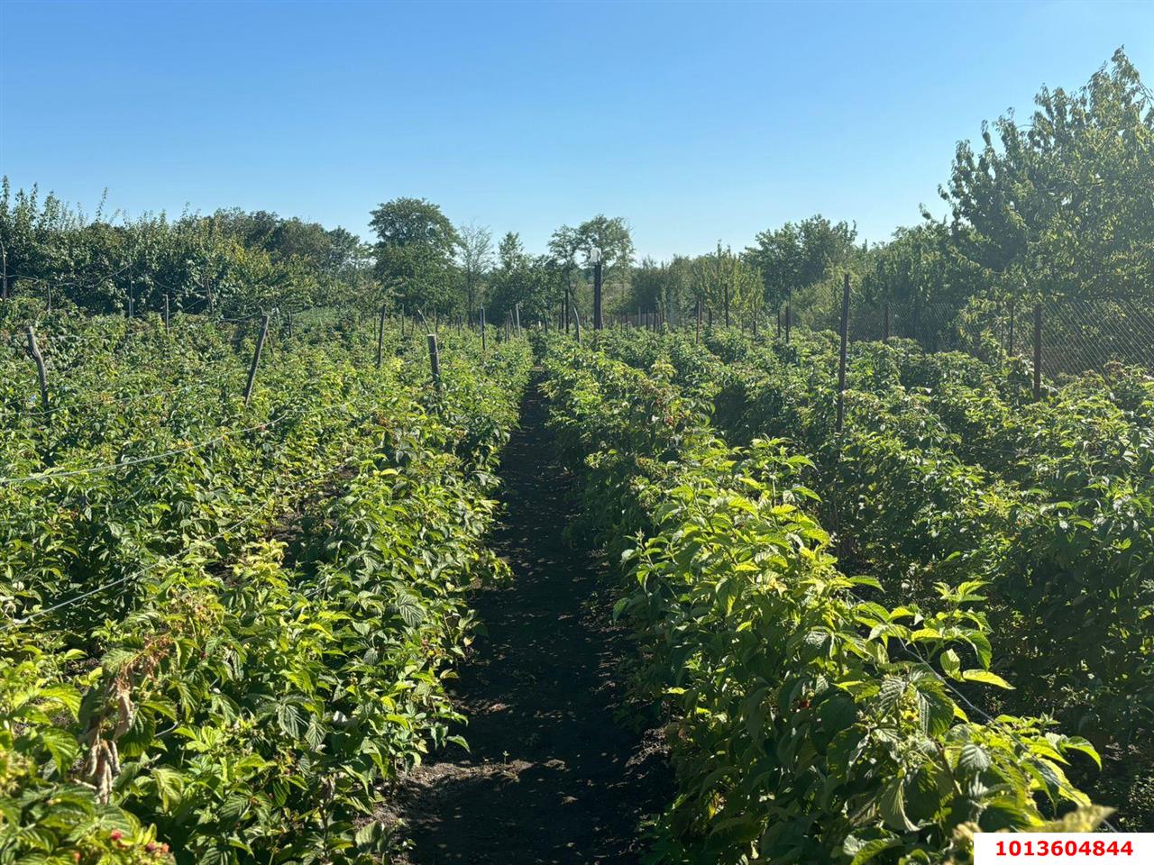 Фото №3: Земельный участок под ИЖС 15 сот. - Старомышастовская, поселок Сады Южные, ул. Южные Сады, 19