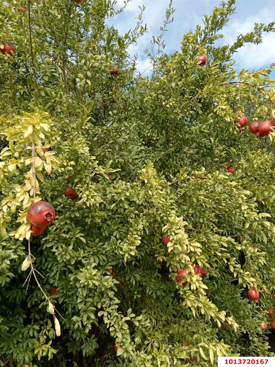 Фото №14: Дом 41 м² + 4.17 сот. - Новая Адыгея, мкр. СТ Звёздочка, ул. Яблоневая, 29