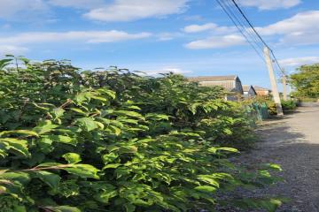 Фото №4: Земельный участок 5.2 сот. - Новый, ст Лесник, ул. Ореховая, 147