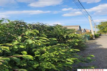 Фото №4: Земельный участок 5.2 сот. - Новый, ст Лесник, ул. Ореховая, 147