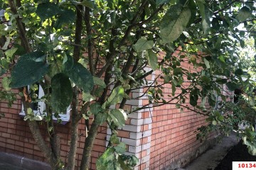 Фото №4: Дом 70 м² - СНТ Северное, мкр. Прикубанский внутригородской округ, ул. Сливовая, 272