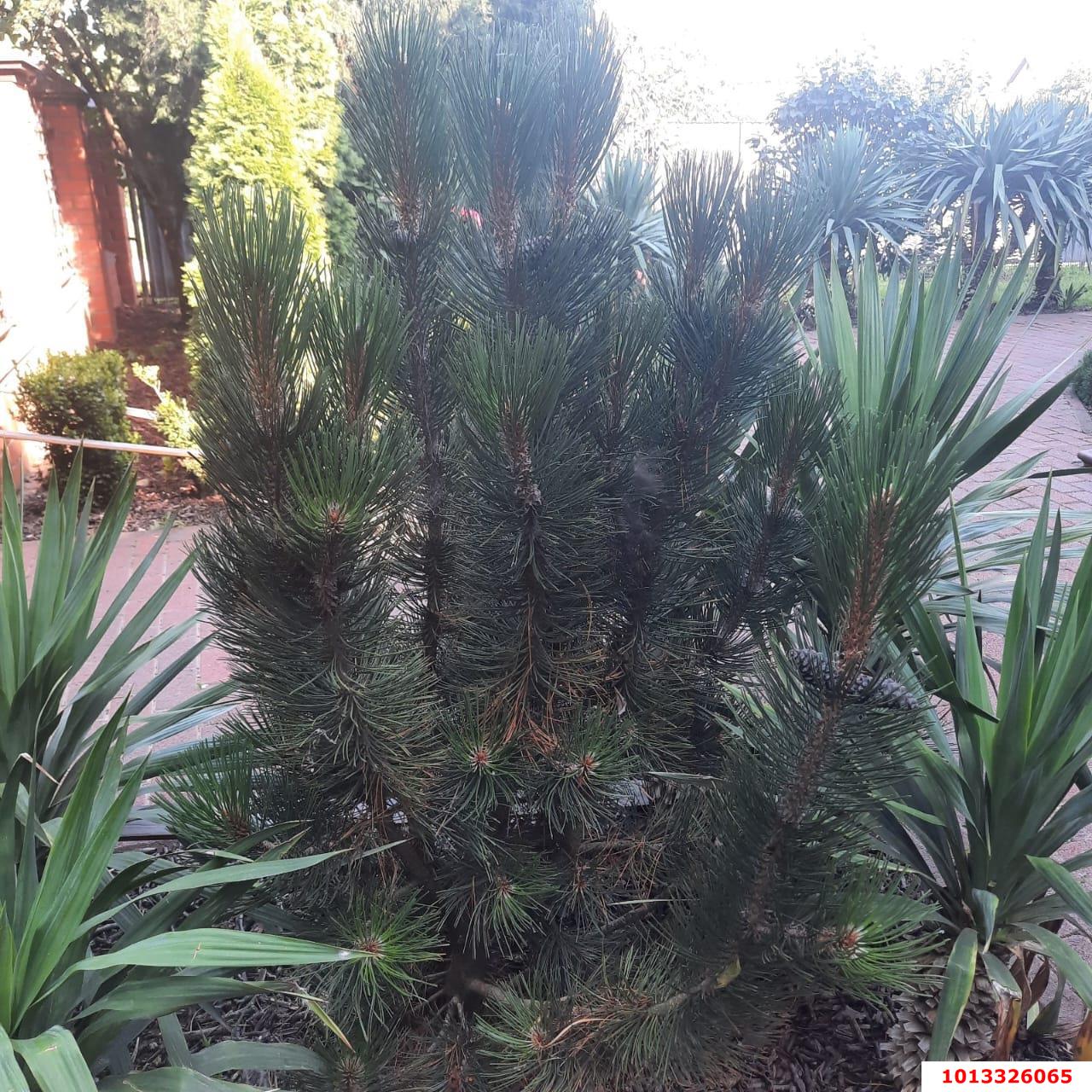 Фото №19: Дом 246 м² + 9 сот. - Динская, ул. Российская, 40