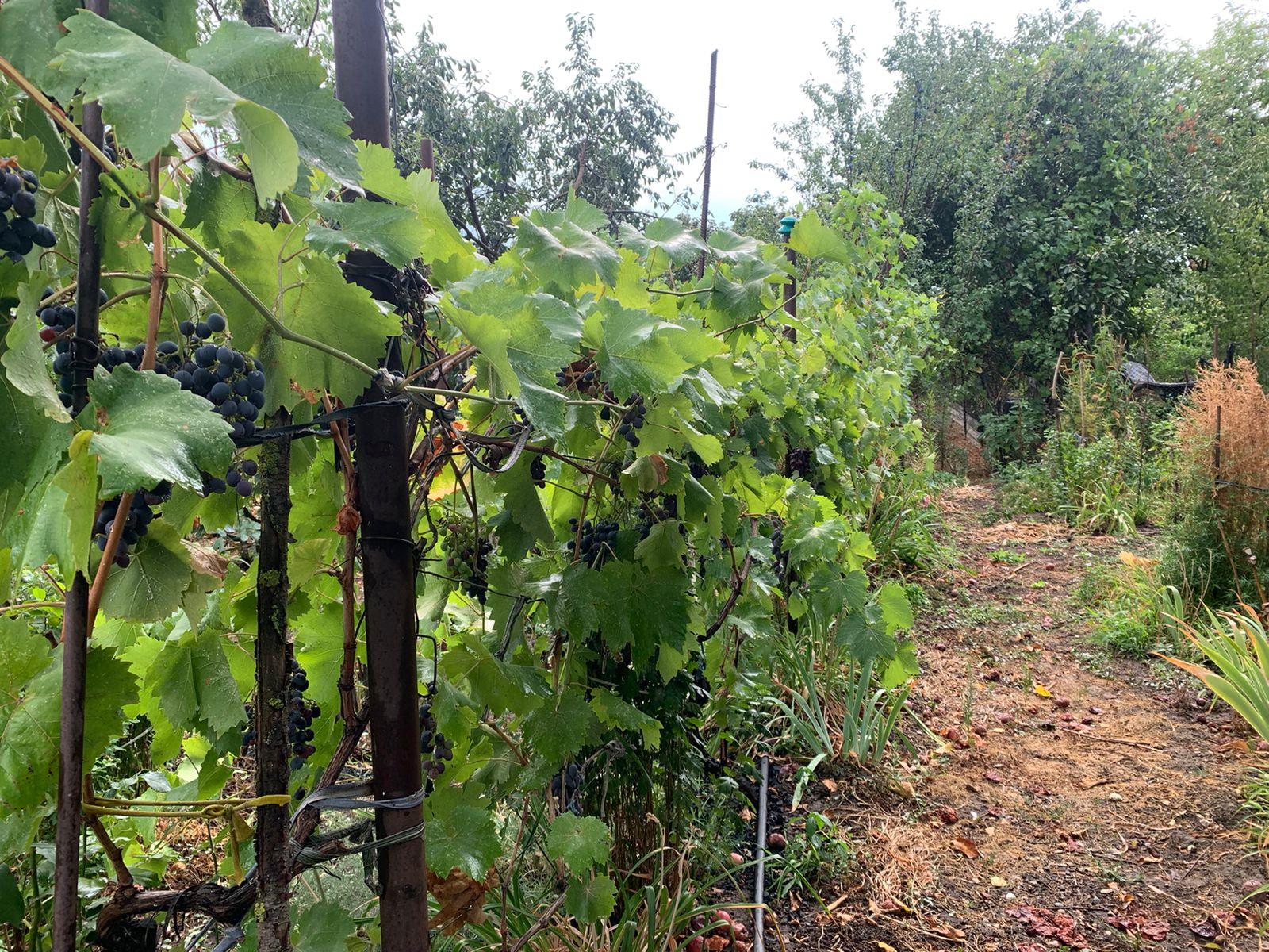 Фото №11: Дом 176 м² + 25.7 сот. - Воронежская, ул. Пионерская, 63