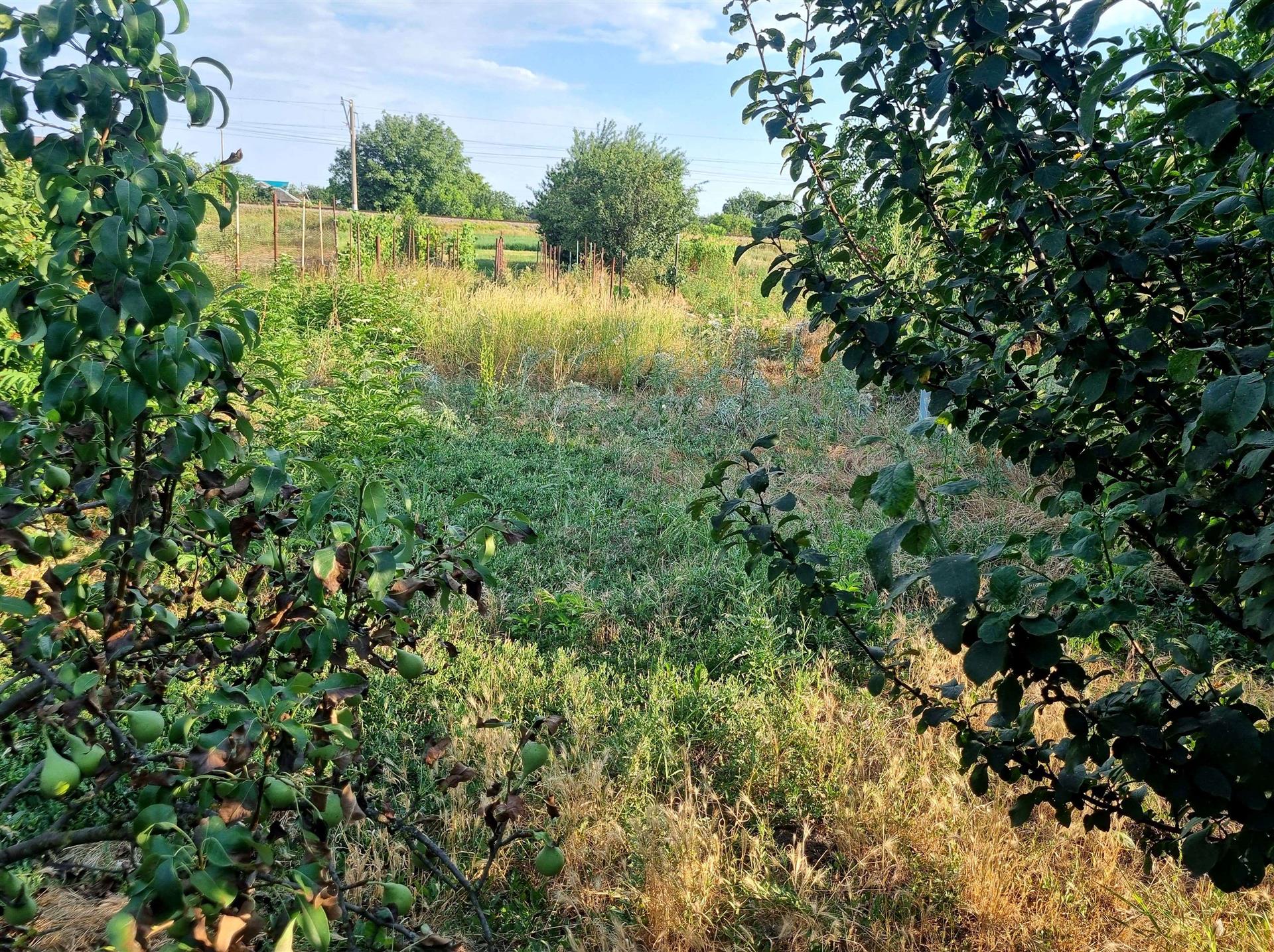 Фото №9: Дом 37 м² + 5 сот. - Воронежская, ул. Садовая, 162