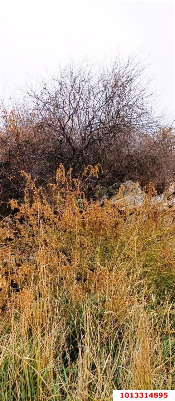 Фото №7: Земельный участок под ИЖС - Красный, ул. Пролетарская, 13