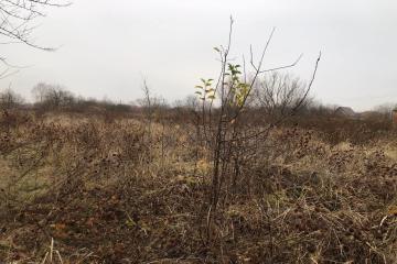 Фото №4: Земельный участок 8 сот. - Елизаветинская, ст Автомобилист-2, ул. 2-я Линия, 95