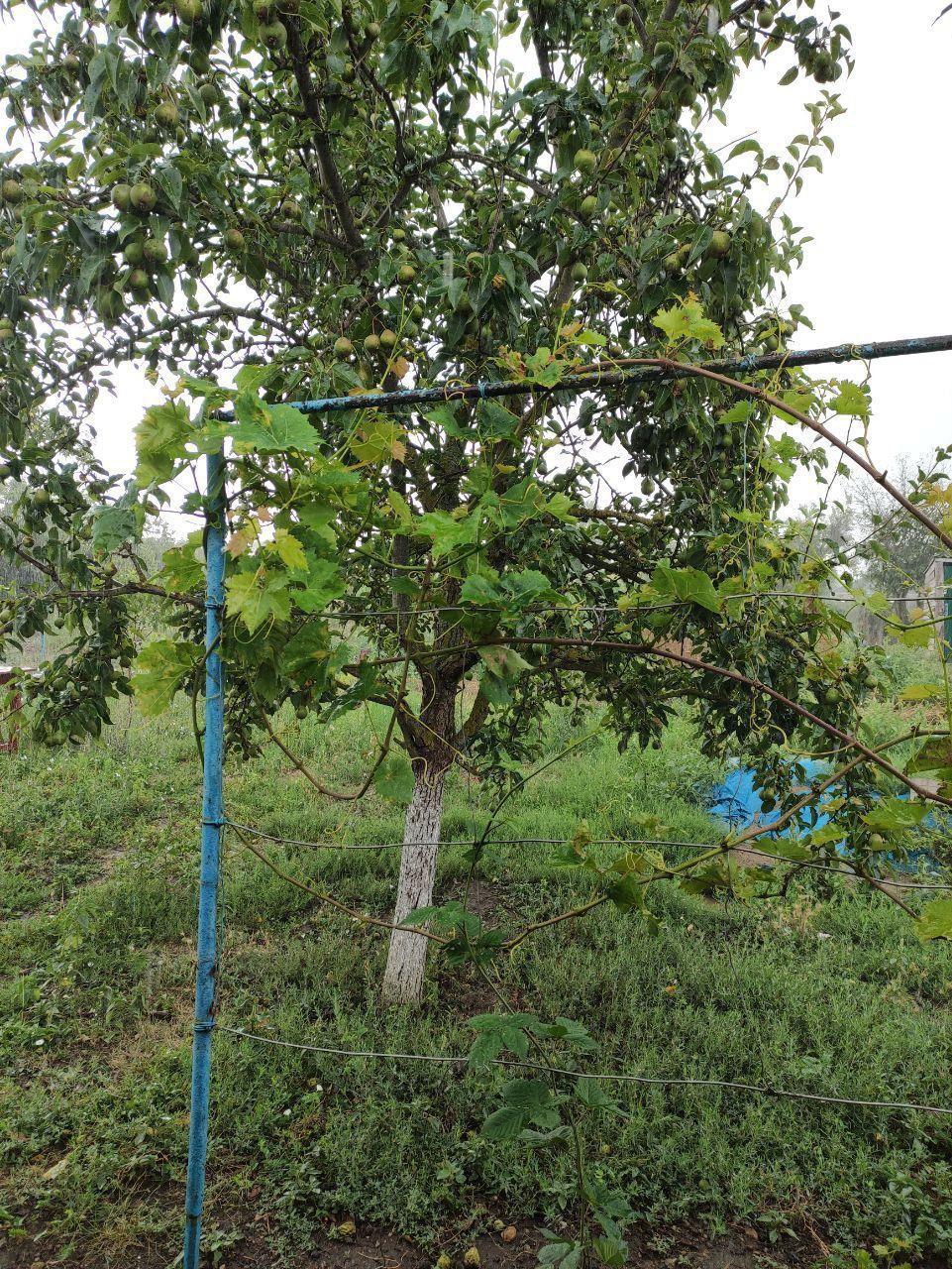 Фото №16: Дом 48 м² + 33.91 сот. - Гривенская, ул. Интернациональная, 71