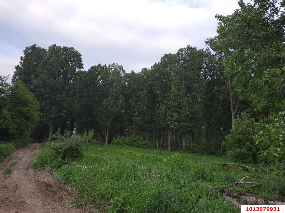 Фото №5: Земельный участок 304 сот. - некоммерческое  Берег Кубани