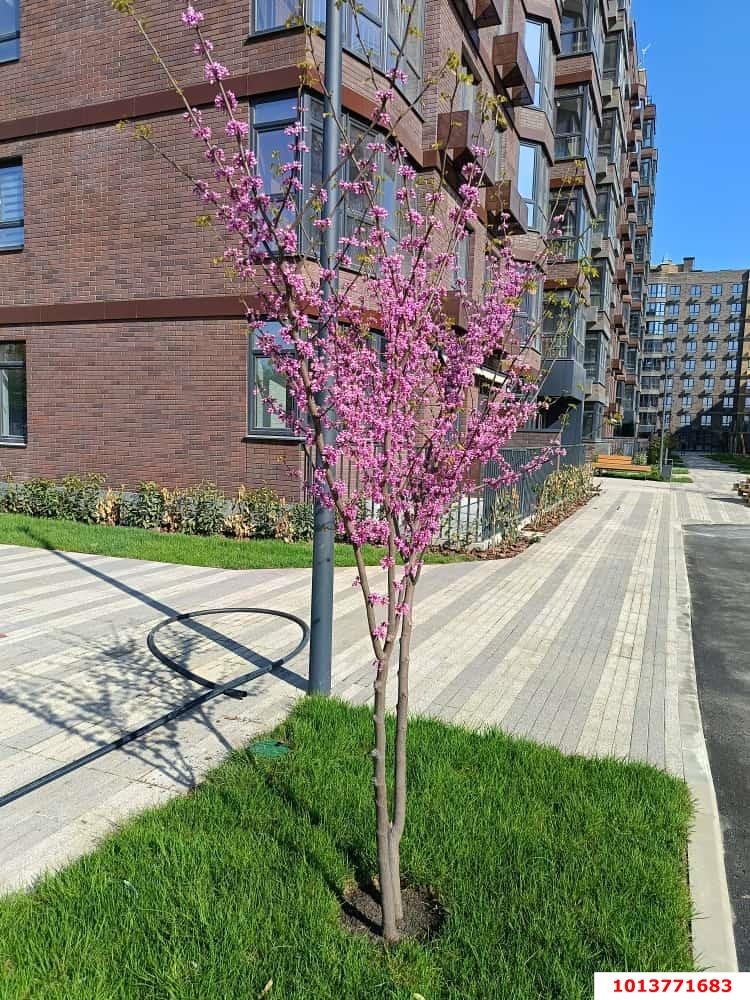 Фото №11: 2-комнатная квартира 59 м² - Краснодар, жилой комплекс Спортивная Деревня, ул. имени Генерала Корнилова, 14к1