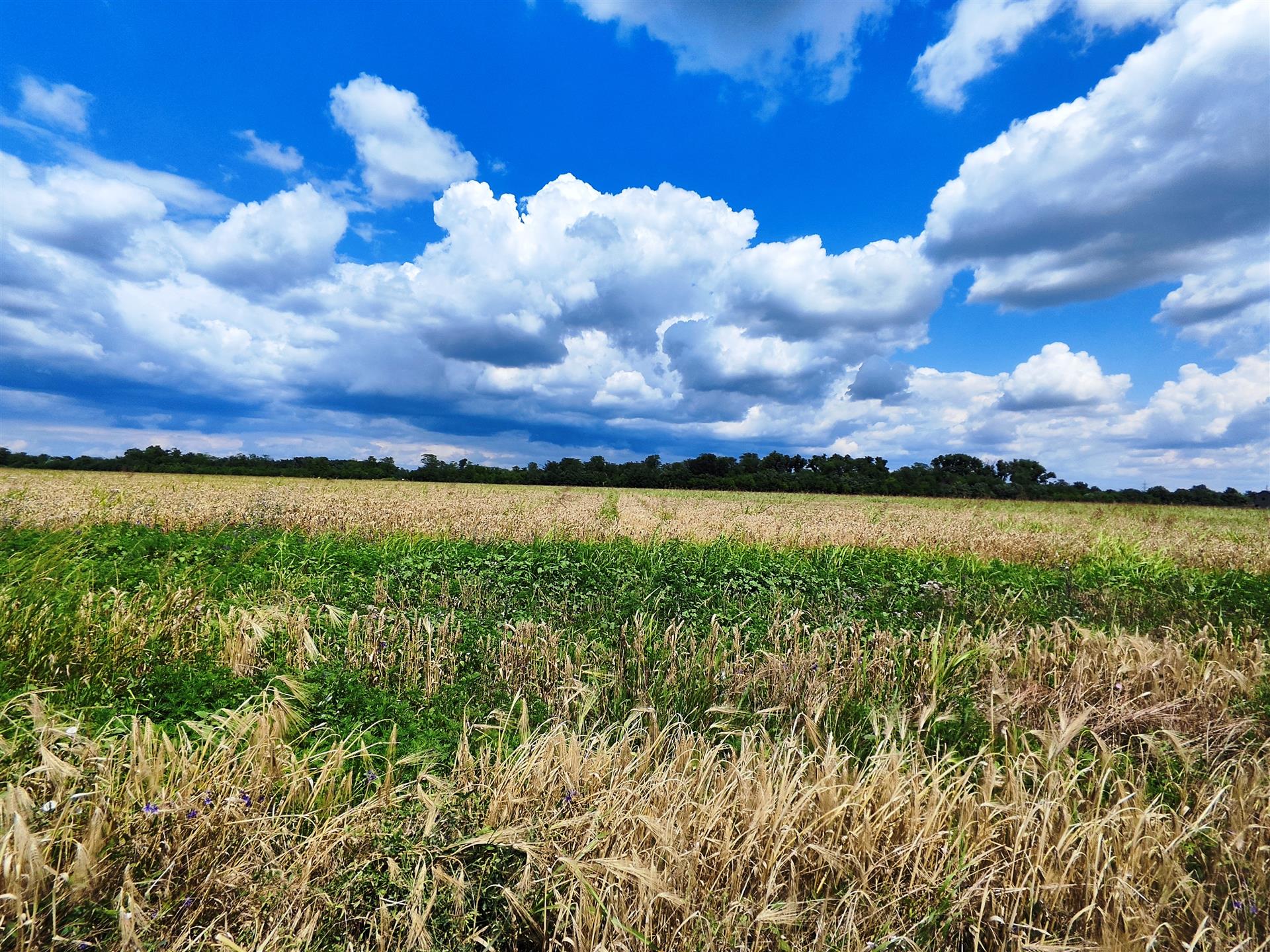Фото №3: Земельный участок 6.07 сот. - Краснодар, мкр. Прикубанский внутригородской округ, ул. Золотая