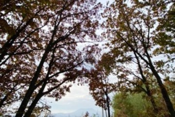 Фото №4: Коммерческая земля 140 сот. - Ильский, ул. Кавказская, 34А