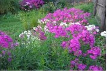 Фото №1: 1-комнатная квартира 36 м² - Энем, 