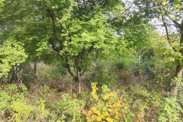 Фото №4: Участок садоводство 6 сот. - Южная Кубань, мкр. Карасунский внутригородской округ, ул. Цветочная, 438