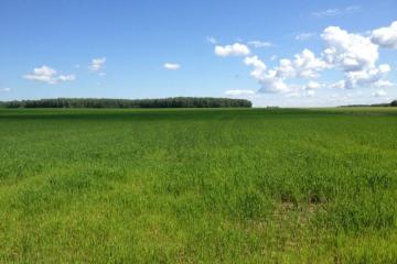 Фото №1: Личное подсобное хозяйство - Елизаветинская, ст Кубаночка, ул. Родины, 498