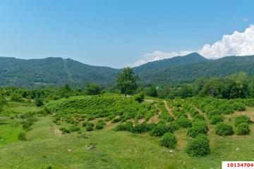 Фото №1: Личное подсобное хозяйство - Сочи, счт Монтажник, ул. Высокогорная, 52/234