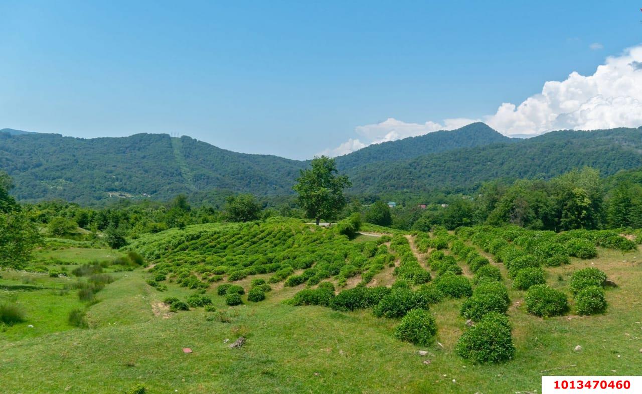 Фото №1: Личное подсобное хозяйство - Сочи, Хостинский, счт Монтажник, ул. Высокогорная, 52/234