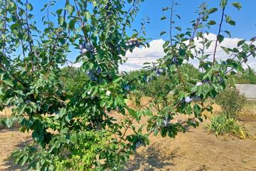 Фото №3: Земельный участок 10 сот. - Водный, мкр. 40 лет Победы, ул. Краснодарская, 30