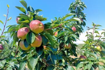 Фото №4: Земельный участок 10 сот. - Водный, мкр. 40 лет Победы, ул. Краснодарская, 30