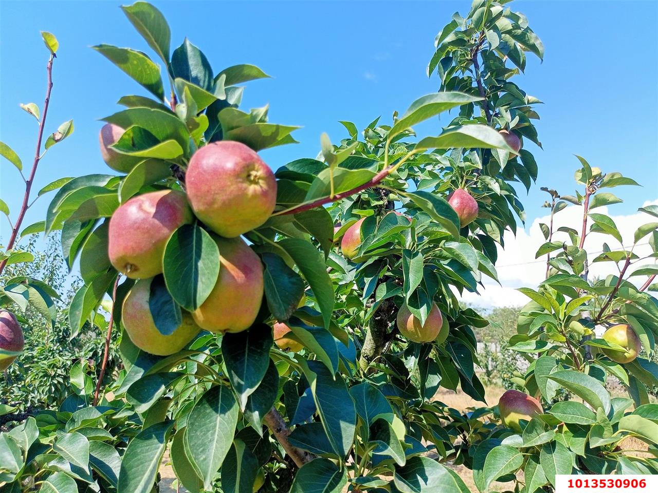 Фото №4: Земельный участок 10 сот. - Водный, Прикубанский внутригородской округ, мкр. 40 лет Победы, ул. Краснодарская, 30