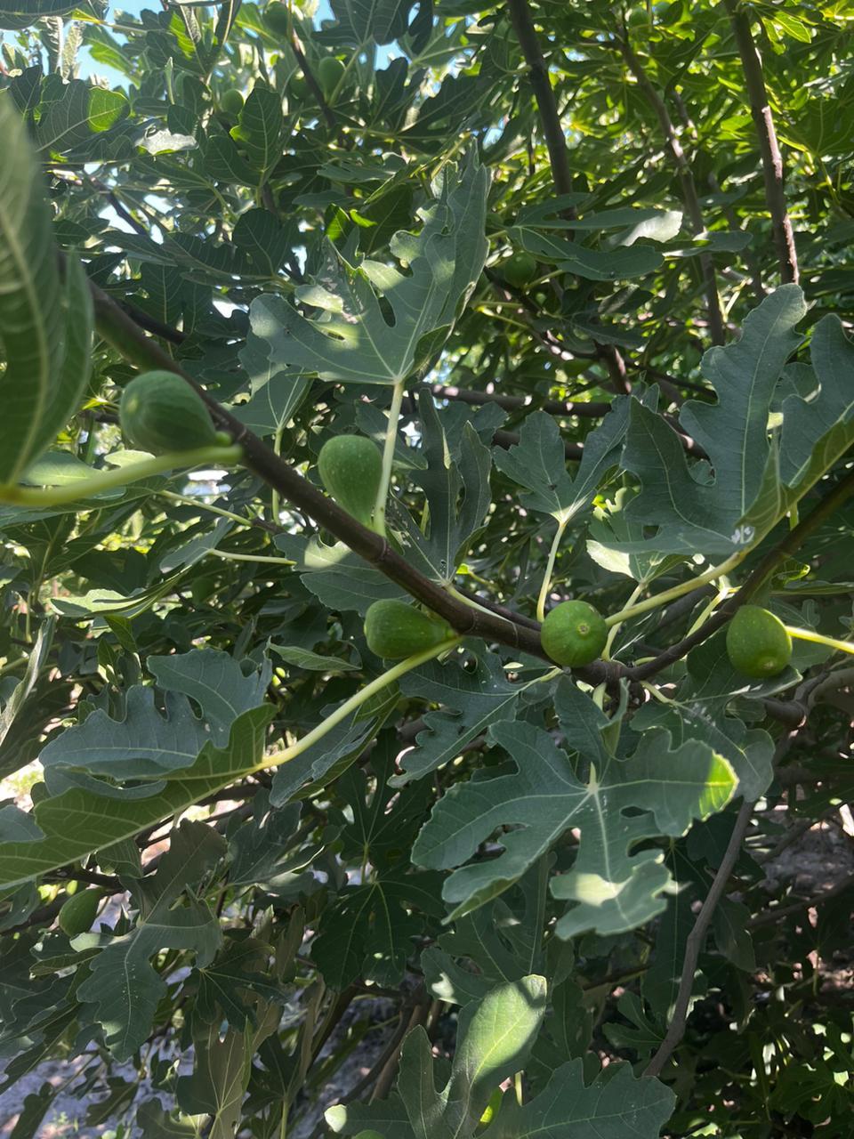 Фото №9: Дом 80 м² + 9.25 сот. - Варениковская, ул. Тельмана, 12