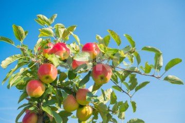 Фото №3: Личное подсобное хозяйство - Саратовская, 