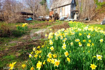 Фото №1: Участок садоводство - Пластунка, счт Родник-1, 