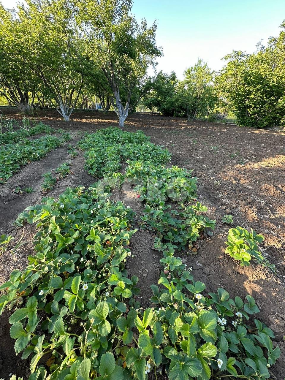 Фото №17: Дача 65 м² + 15 сот. - Гай-Кодзор, ул. Новосёлов, 24