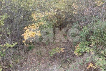 Фото №4: Личное подсобное хозяйство - Кутаис, ул. Ленина