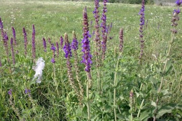 Фото №3: Земельный участок под ИЖС 10.25 сот. - Ильский, пер. Короткий, 8