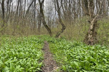 Фото №2: Земельный участок под ИЖС 195 сот. - Абадзехская, ул. Ленина, 74