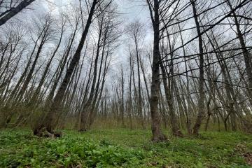 Фото №1: Земельный участок 195 сот. - Абадзехская, ул. Ленина, 74