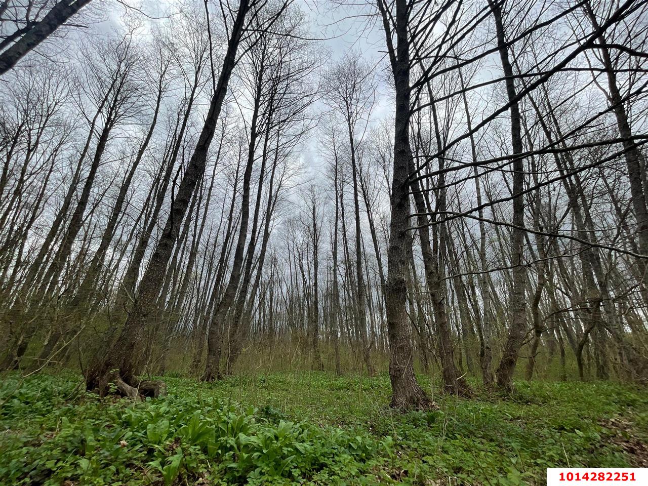 Фото №1: Земельный участок под ИЖС - Абадзехская, ул. Ленина, 74