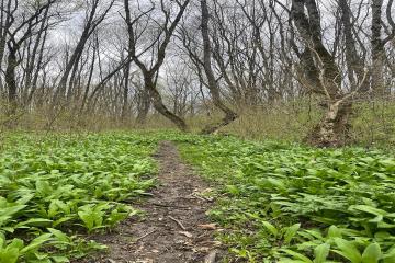 Фото №2: Земельный участок 195 сот. - Абадзехская, ул. Ленина, 74