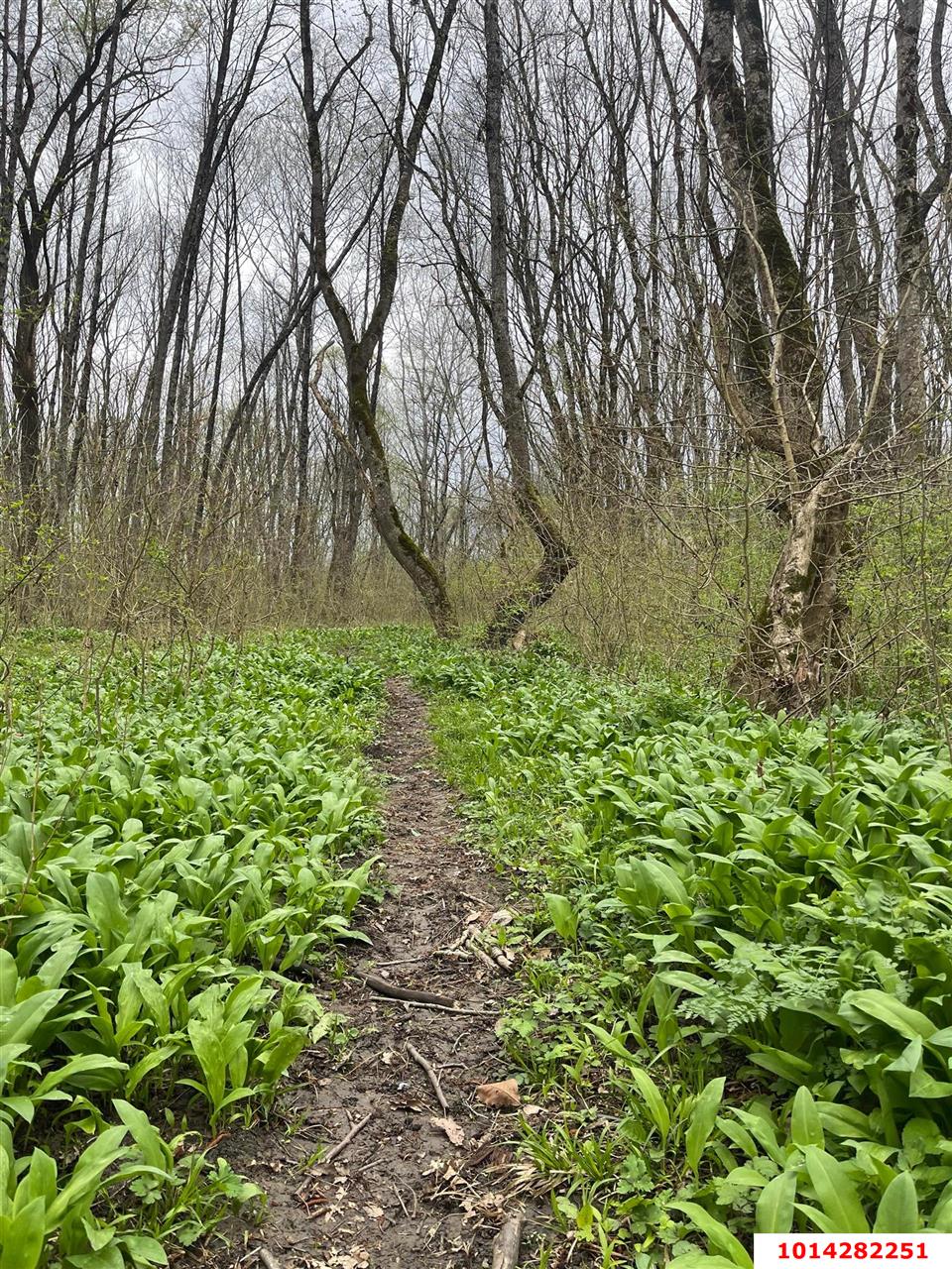 Фото №2: Земельный участок под ИЖС - Абадзехская, ул. Ленина, 74