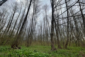 Фото №1: Земельный участок под ИЖС 195 сот. - Абадзехская, ул. Ленина, 74